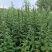 河南中原泌阳县盘古山盘古圣地特色野菜黑芝麻芝麻叶