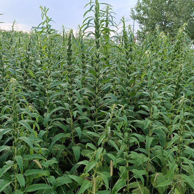 河南中原泌阳县盘古山盘古圣地特色野菜黑芝麻芝麻叶