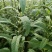 河南中原泌阳县盘古山盘古圣地特色野菜黑芝麻芝麻叶