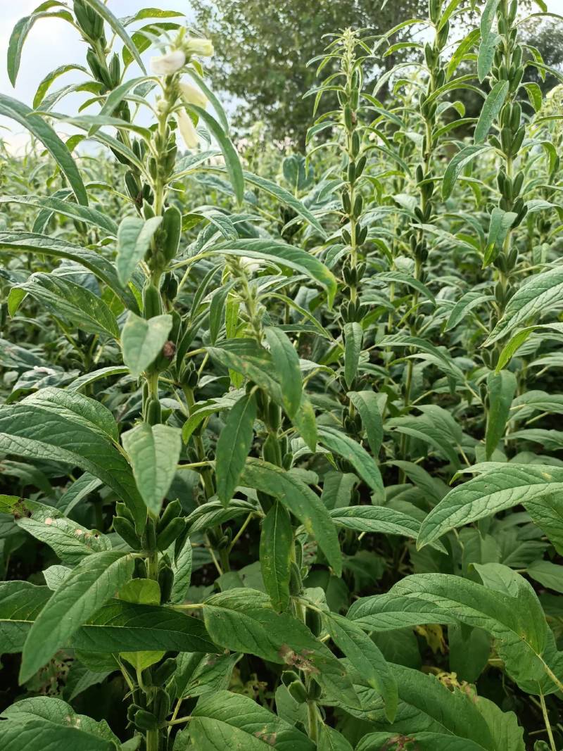 河南中原泌阳县盘古山盘古圣地特色野菜黑芝麻芝麻叶