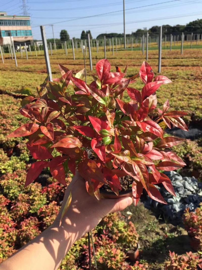 火焰南天竹绿植盆栽花卉四季变色易养耐寒多年生庭院盆景观叶