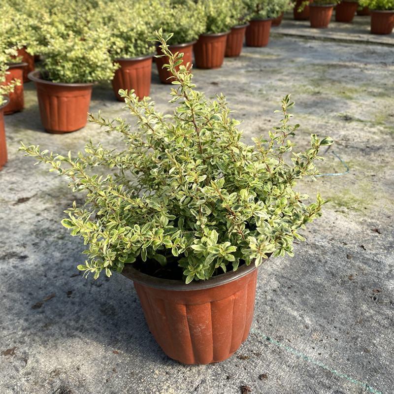 花镜植物小丑火棘盆栽四季常绿阳台庭院植物室外耐热耐寒花卉