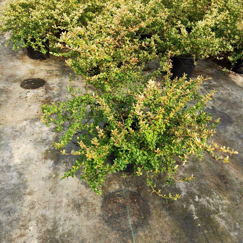 花镜植物小丑火棘盆栽四季常绿阳台庭院植物室外耐热耐寒花卉