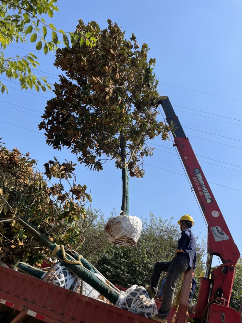 广玉兰、市政，地产项目基地货源充足质量好