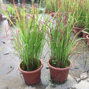 日本血草水生植物净化水质耐热别墅花园庭院绿植血茅草池塘边