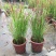 日本血草水生植物净化水质耐热别墅花园庭院绿植血茅草池塘边