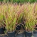 日本血草水生植物净化水质耐热别墅花园庭院绿植血茅草池塘边