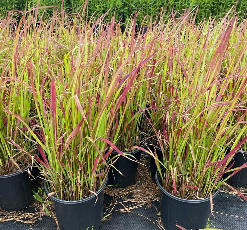 日本血草水生植物净化水质耐热别墅花园庭院绿植血茅草池塘边