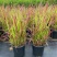 日本血草水生植物净化水质耐热别墅花园庭院绿植血茅草池塘边