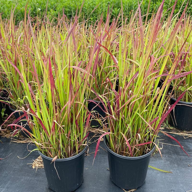 日本血草水生植物净化水质耐热别墅花园庭院绿植血茅草池塘边