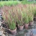 日本血草水生植物净化水质耐热别墅花园庭院绿植血茅草池塘边