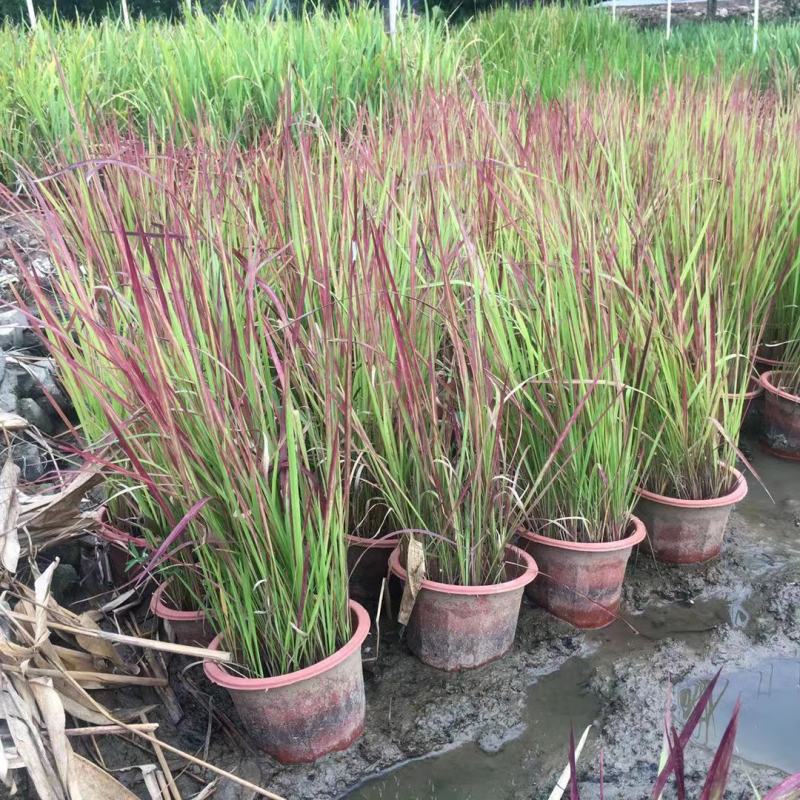 日本血草水生植物净化水质耐热别墅花园庭院绿植血茅草池塘边