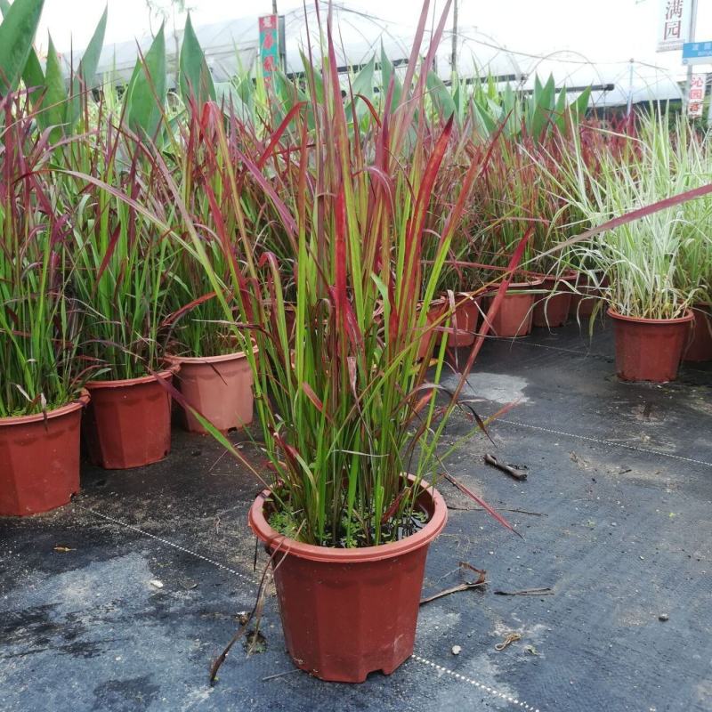 日本血草水生植物净化水质耐热别墅花园庭院绿植血茅草池塘边