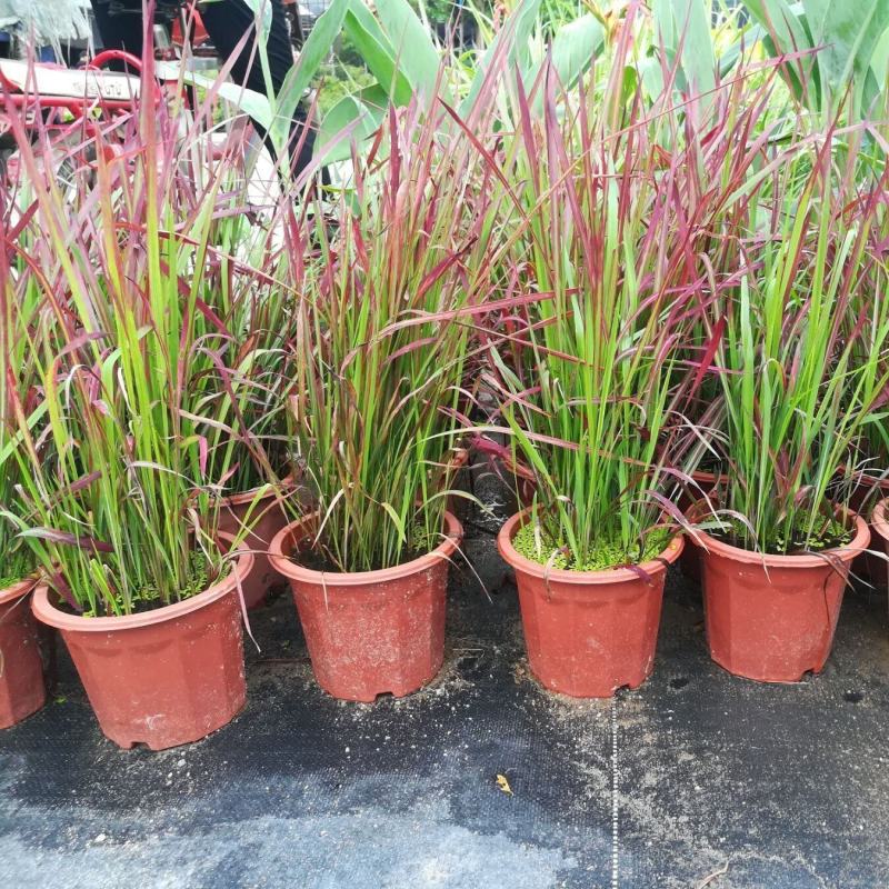 日本血草水生植物净化水质耐热别墅花园庭院绿植血茅草池塘边