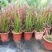 日本血草水生植物净化水质耐热别墅花园庭院绿植血茅草池塘边