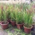 日本血草水生植物净化水质耐热别墅花园庭院绿植血茅草池塘边