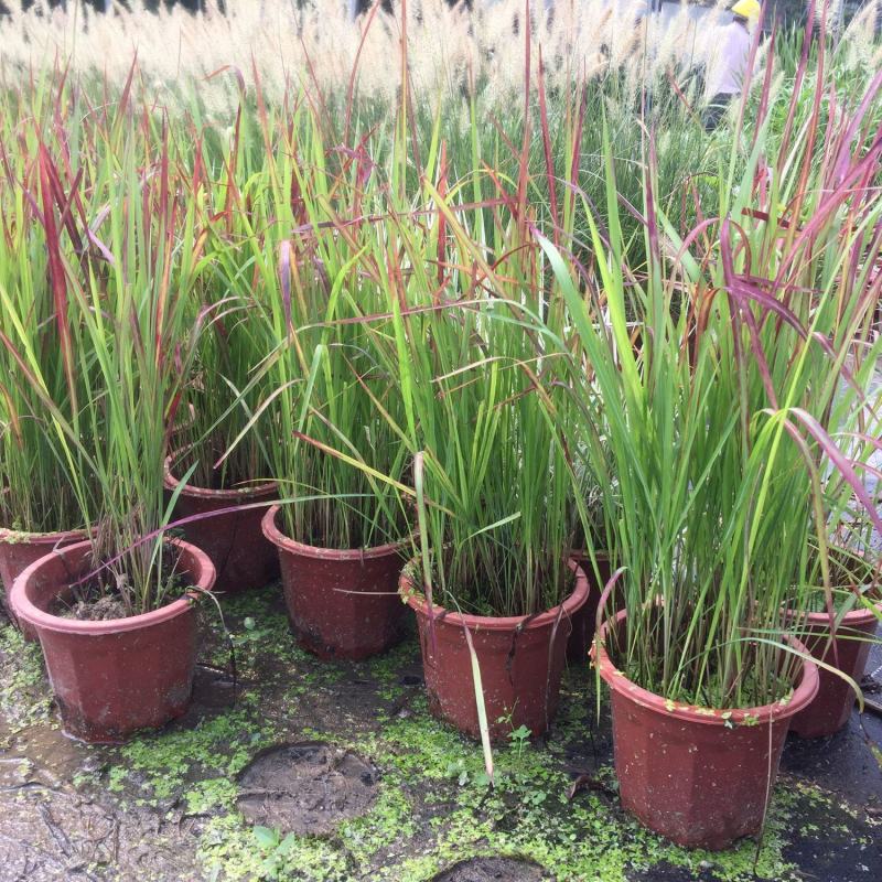 日本血草水生植物净化水质耐热别墅花园庭院绿植血茅草池塘边