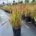 日本血草水生植物净化水质耐热别墅花园庭院绿植血茅草池塘边