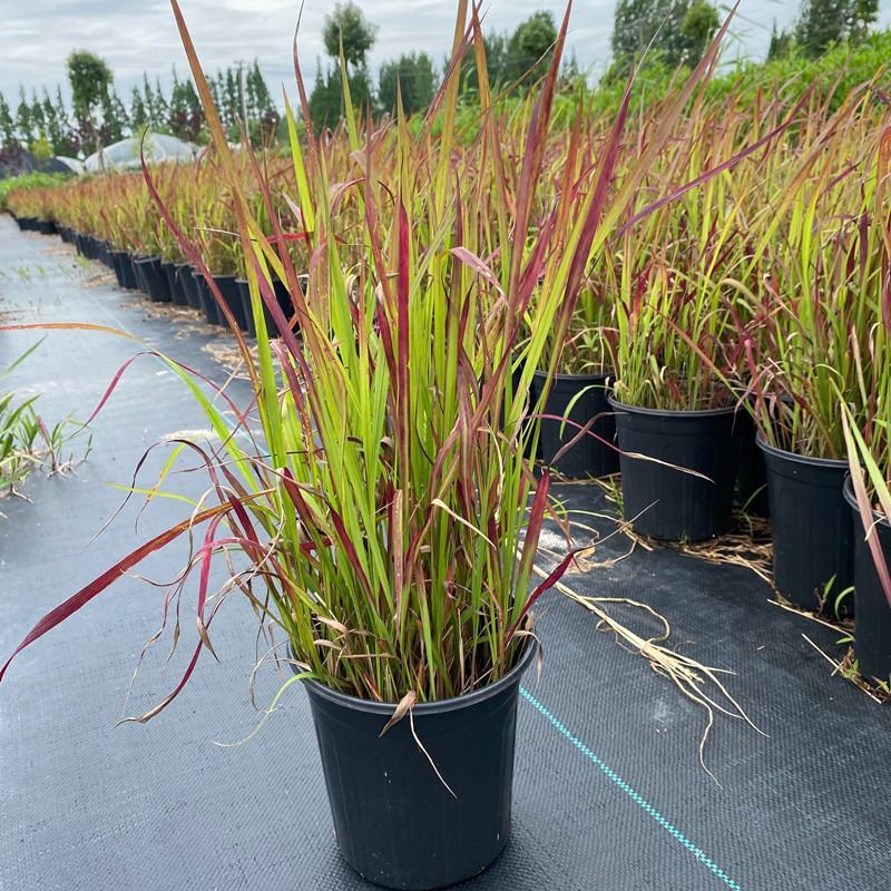 日本血草水生植物净化水质耐热别墅花园庭院绿植血茅草池塘边