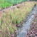 日本血草水生植物净化水质耐热别墅花园庭院绿植血茅草池塘边