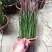 日本血草水生植物净化水质耐热别墅花园庭院绿植血茅草池塘边