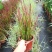 日本血草水生植物净化水质耐热别墅花园庭院绿植血茅草池塘边