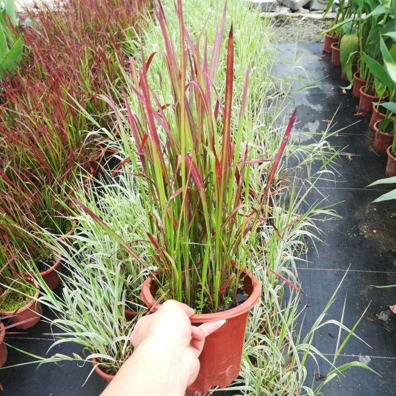 日本血草水生植物净化水质耐热别墅花园庭院绿植血茅草池塘边