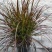 花境植物火焰狼尾草紫叶狼尾草多年生观叶植物护坡