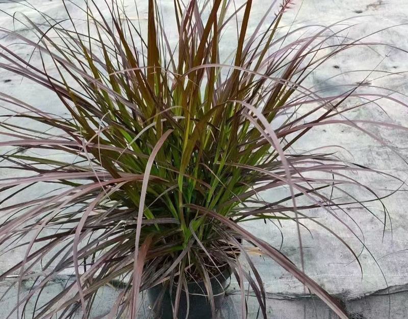 花境植物火焰狼尾草紫叶狼尾草多年生观叶植物护坡