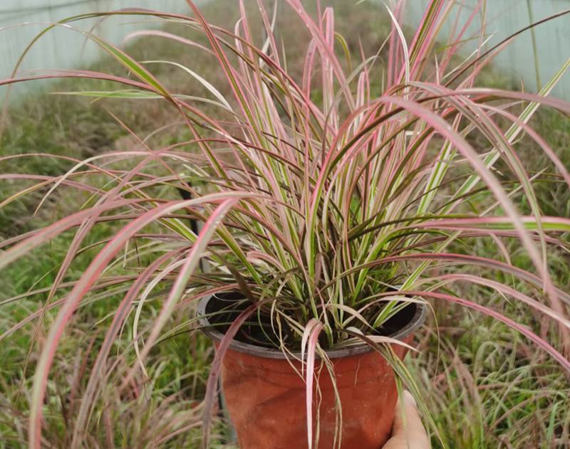 花境植物火焰狼尾草紫叶狼尾草多年生观叶植物护坡