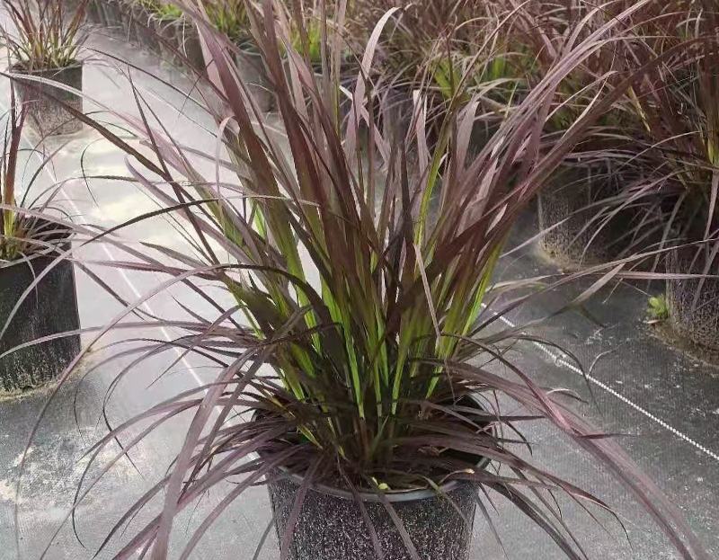 花境植物火焰狼尾草紫叶狼尾草多年生观叶植物护坡