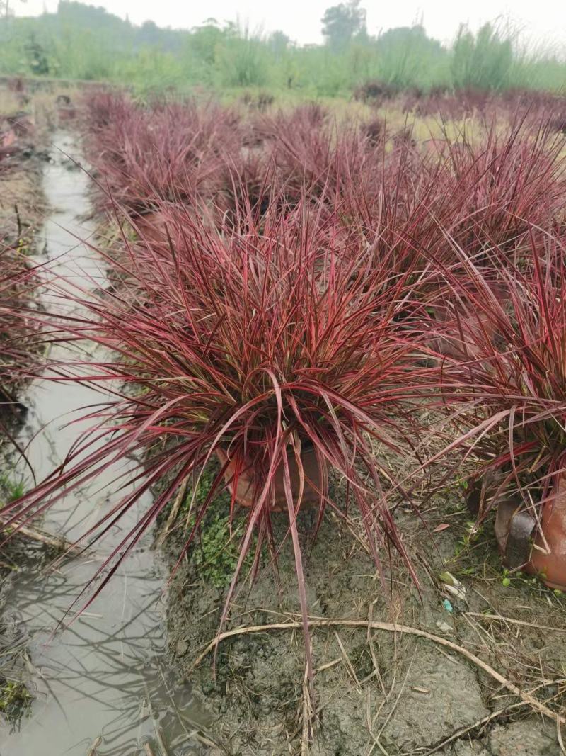 花境植物火焰狼尾草紫叶狼尾草多年生观叶植物护坡