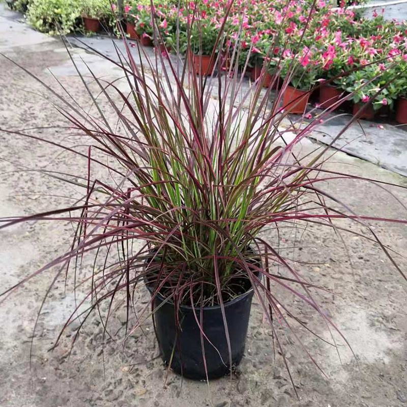 花境植物火焰狼尾草紫叶狼尾草多年生观叶植物护坡