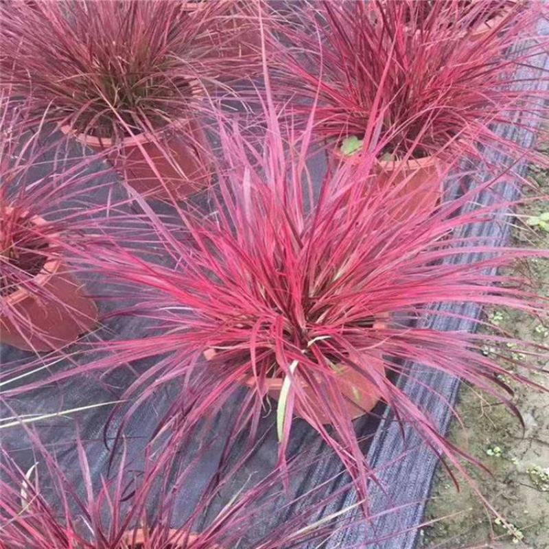 花境植物火焰狼尾草紫叶狼尾草多年生观叶植物护坡