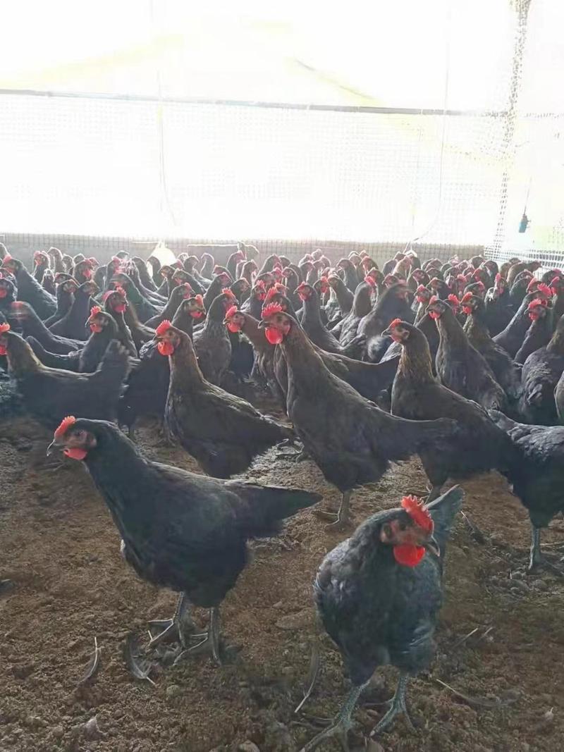 活鸡白条肉鸡长期有货销售鸡品种数十种养殖基地直供质量保证