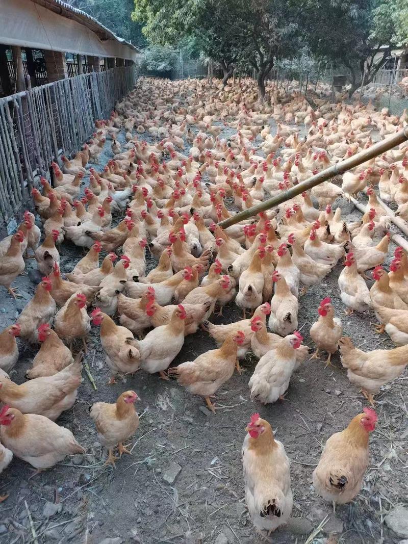 活鸡白条肉鸡长期有货销售鸡品种数十种养殖基地直供质量保证