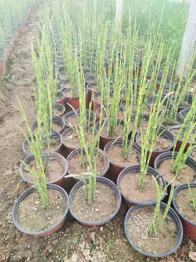 木贼盆栽笔头草笔管草四季常青耐寒热多年生水景植物净化水质
