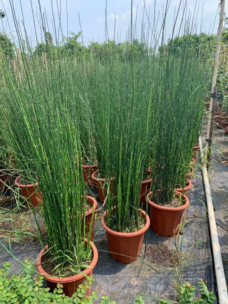 木贼盆栽笔头草笔管草四季常青耐寒热多年生水景植物净化水质