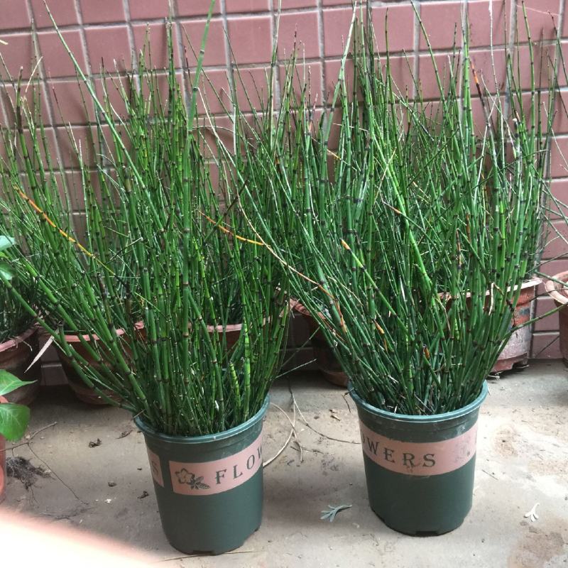 木贼盆栽笔头草笔管草四季常青耐寒热多年生水景植物净化水质