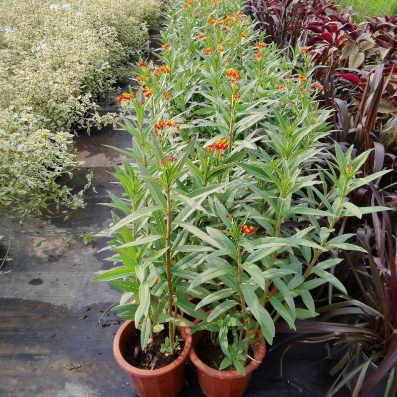 马利筋盆栽芳香花多年生庭院宿根花园花镜植物花卉耐热