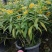 马利筋盆栽芳香花多年生庭院宿根花园花镜植物花卉耐热