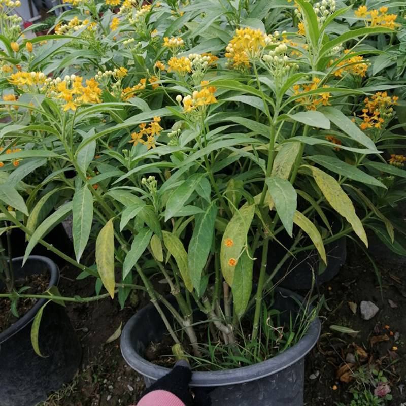 马利筋盆栽芳香花多年生庭院宿根花园花镜植物花卉耐热