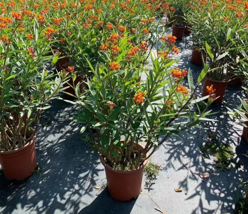 马利筋盆栽芳香花多年生庭院宿根花园花镜植物花卉耐热