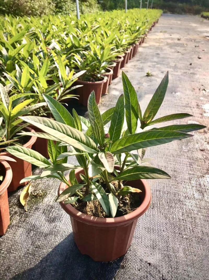 马利筋盆栽芳香花多年生庭院宿根花园花镜植物花卉耐热