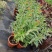 马利筋盆栽芳香花多年生庭院宿根花园花镜植物花卉耐热