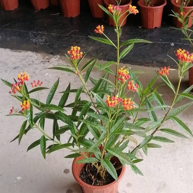 马利筋盆栽芳香花多年生庭院宿根花园花镜植物花卉耐热