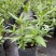 马利筋盆栽芳香花多年生庭院宿根花园花镜植物花卉耐热