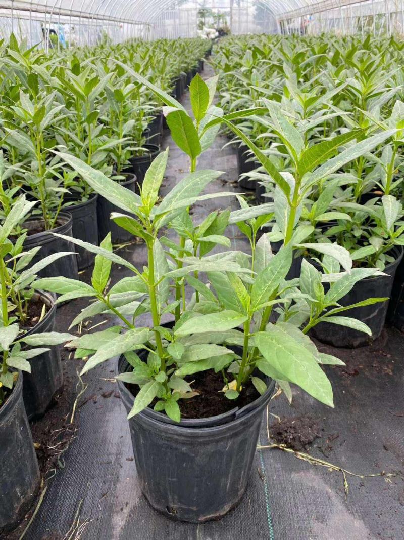 马利筋盆栽芳香花多年生庭院宿根花园花镜植物花卉耐热
