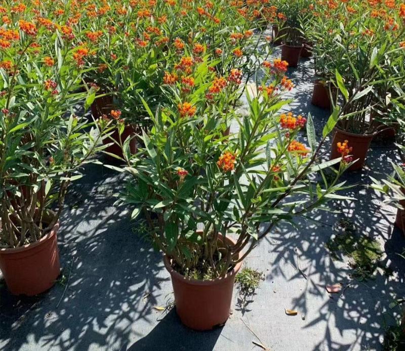 马利筋盆栽芳香花多年生庭院宿根花园花镜植物花卉耐热