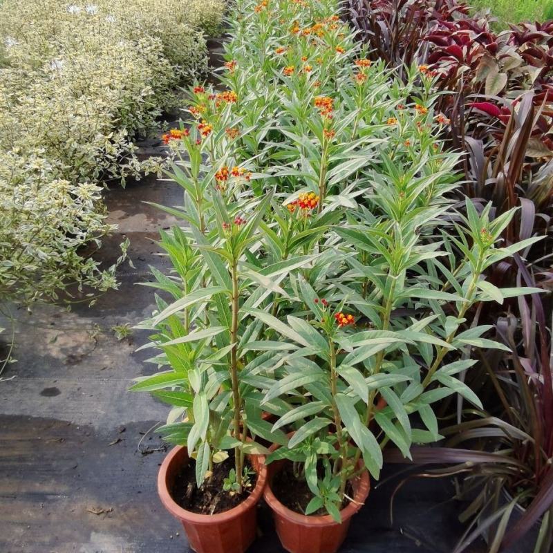 马利筋盆栽芳香花多年生庭院宿根花园花镜植物花卉耐热